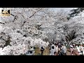 Cherry blossom garden in Omiya Park is breathtakingly beautiful and very funny festivals【大宮公園】
