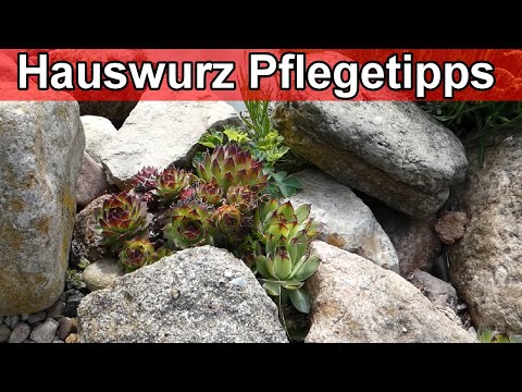 Video: Agapanthus: Pflanzung und Pflege im Freiland, Beschreibung, Foto
