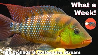 Broken Filters And Beautiful Fish - The Cichlids Coffee Live Stream