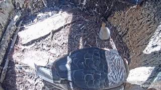 Mom and a baby condor-california condors nest cam-may 5, 2020