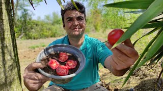 پرورش گوجه فرنگی با این روش محصول فراوان چه در مزرعه و یا در گلدان