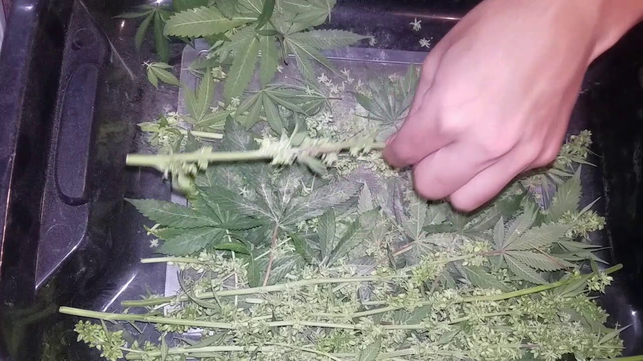 harvesting cannabis pollen