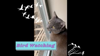 Cat sees a bird and makes the cutest sounds by Elsa and Dalila  778 views 2 years ago 2 minutes, 10 seconds