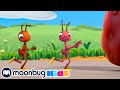 Hotshots  antiks  moonbug kids  funny cartoons and animation