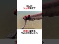 全部詰め込んで失敗した「オパビニア」 #生き物 #2ch #動物 #2ch面白いスレ