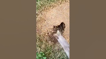 Thumbnail of Fire ants are the worst 🐜.  #country #fireants #outdoors