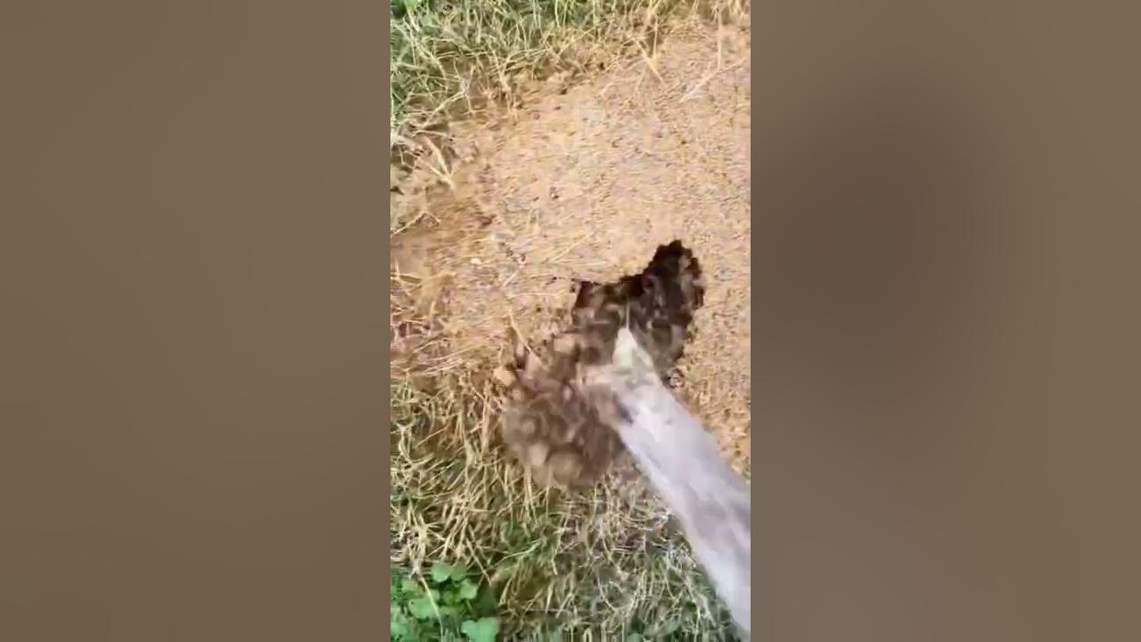 Fire ants are the worst 🐜.  #country #fireants #outdoors