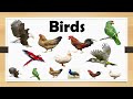 Birds Name Basic Knowledge |DayCare|