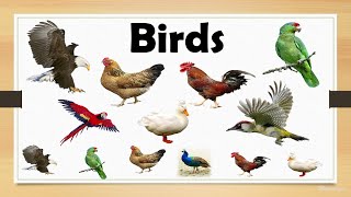 Birds Name Basic Knowledge |DayCare|