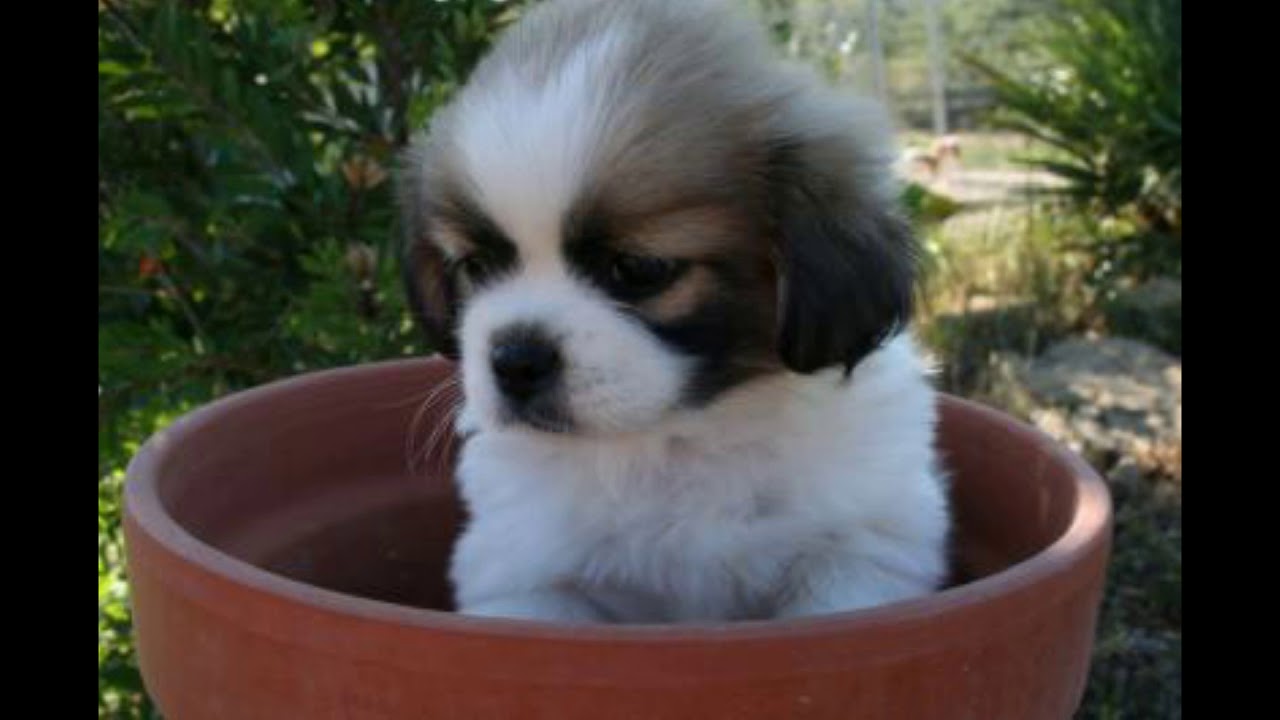 Chiots Epagneul Tibetain A Vendre Vente De Chiots Epagneul Tibetain Eleveur Epagneul Tibetain Professionnel Paca Chiots Epagneul Tibetain A Vendre Vente De Chiots Epagneul Tibetain Eleveur Epagneul Tibetain Professionnel Paca