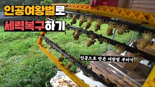 인공여왕벌 만들어서 꿀벌실종피해 입은 양봉장세력 전체 복구하기