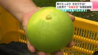 「何個でも食べられます」果汁たっぷり　そのワケは？　今が旬“水晶文旦”収穫最盛期