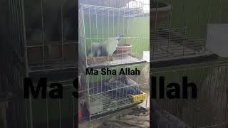 #ma sha #Allah #lovely #cute #amazing #pigeons #birds #pets #amazing #moments #nice #love #beautiful