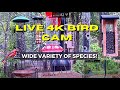 Live 4k bird cam alabama over 60 species identified