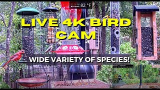 LIVE 4K Bird Cam Alabama (Over 60 Species Identified)!