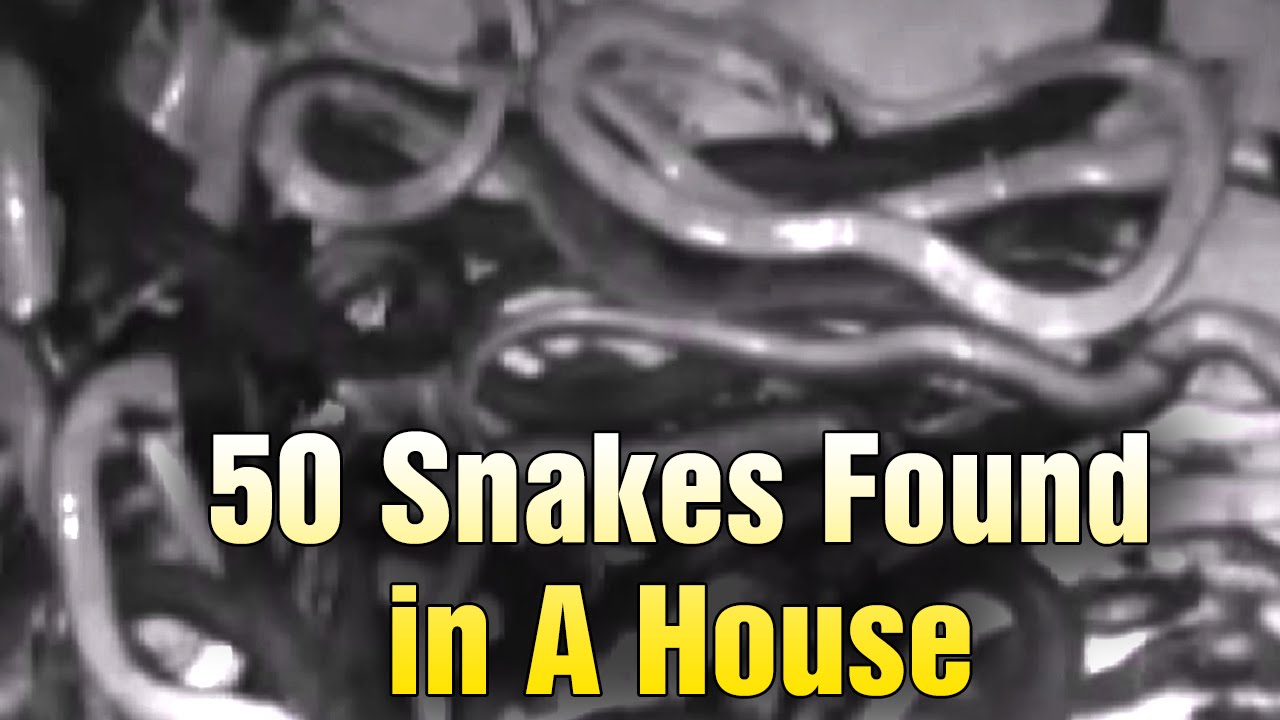 Tons Of Snakes Found In Medak District