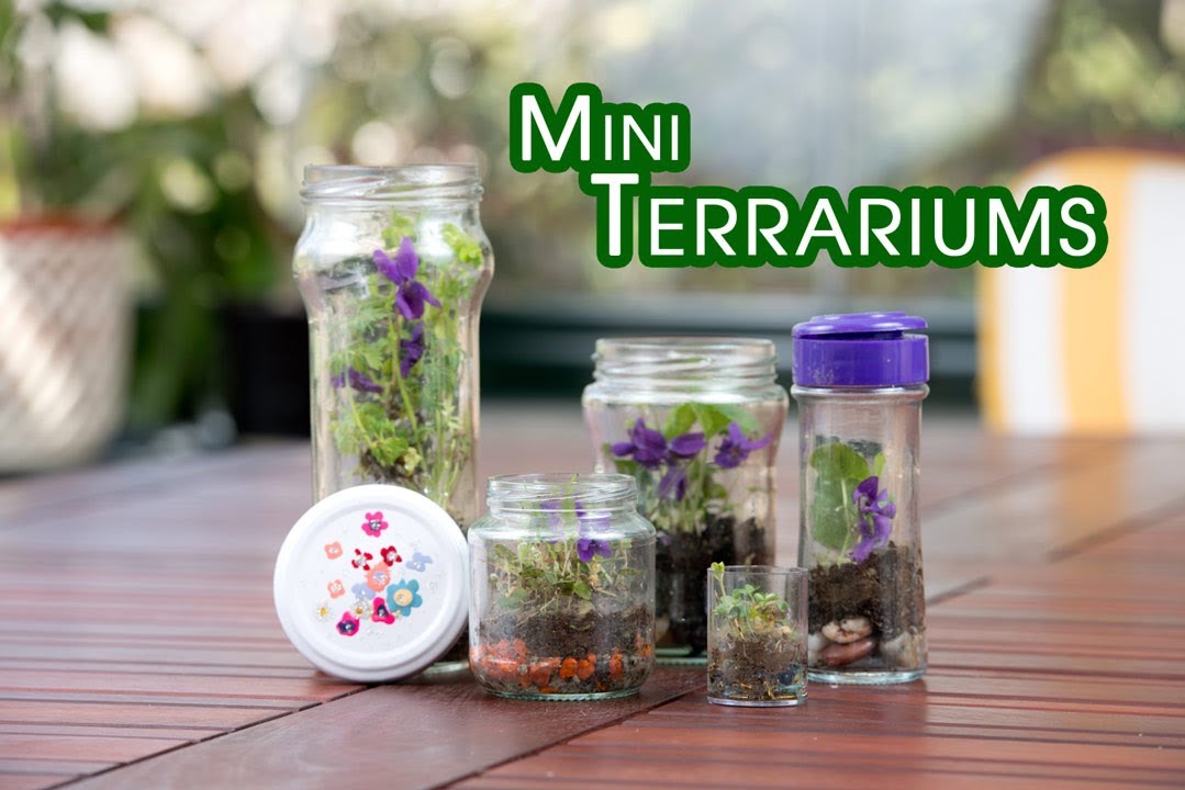 Como Hacer Mini Terrariums o Terrario - YouTube