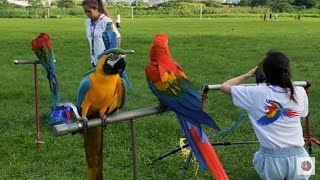 perroquet vol libre  طائر الببغاء في الطبيعة