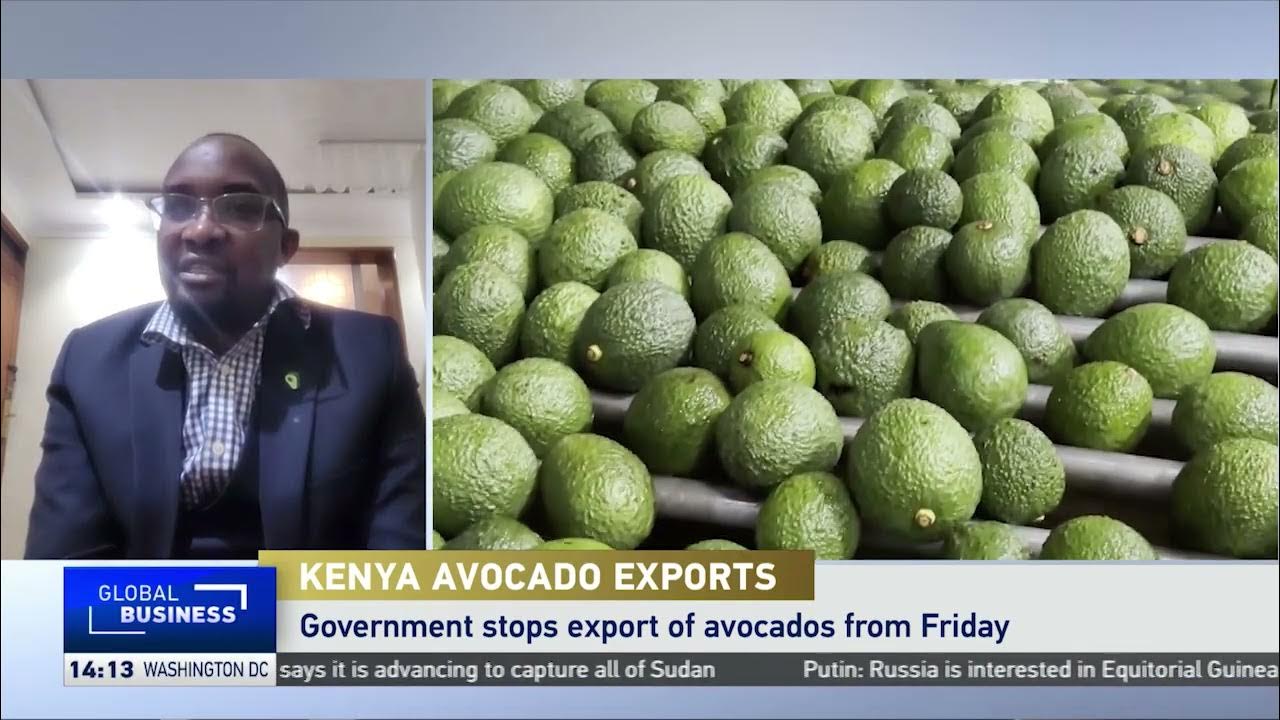 Kenya halts export of avocados to safeguard quality