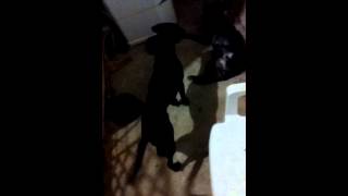 O Cachorro Tarado Elambedo De Xota