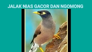 JALAK NIAS NGOMONG..