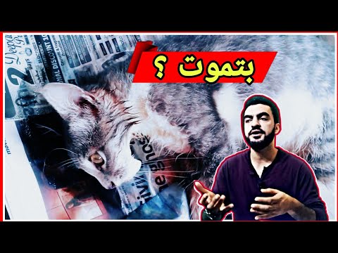 فيديو: الإحالات: ما هي وماذا 