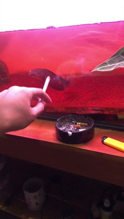 upload lagi nih maru red barito stori wa short 🤤