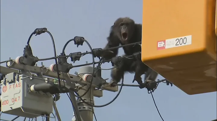 Watch this chimp's incredible high-wire escape
