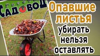 ОПАВШИЕ ЛИСТЬЯ убирать нельзя оставлять