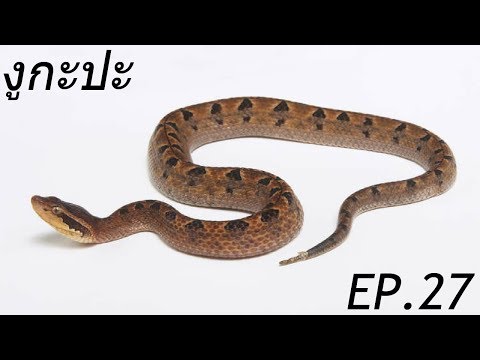 (Ep.27) Snakes of Thailand - งูกะปะ (Malayan Pit Viper)