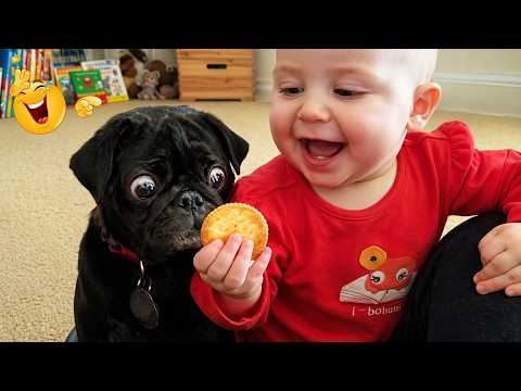 Funniest Dogs On The Internet Right Now 😂 Best Funny Animals 2026