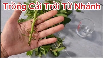 Trồng Rau Cải Trời Bằng Nhánh Dễ Sống Và Rất Dễ Trồng So Với Ươm Hạt Cải Trời