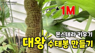 몬스테라 덩굴식물 지지대 수태봉 만들기 모스폴 moss pole diy 수태지지대