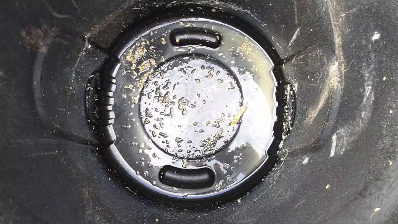 Gross "super" fly maggots will not die in 12 pool bleach! YouTube