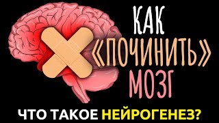 Как вырастить новые нейроны и как мозг сам себя лечит