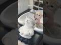 【インスタ限定動画をお裾分けだにゃ！】ちゃまる...ありがとにゃ...😂