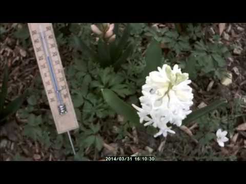 Video: Hyacint Na De Bloei