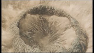 Sand Worm has a snack | Bless the Maker and His Water | DUNE 2021