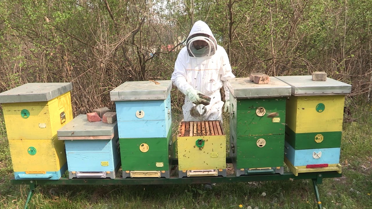 Boja meda ep. 111 21.04.2020. Bagremova paša, značaj pčela, sprečavanje rojenja