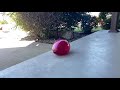 Popping balloons in slo mo part 8 :VERY SATISFYING: