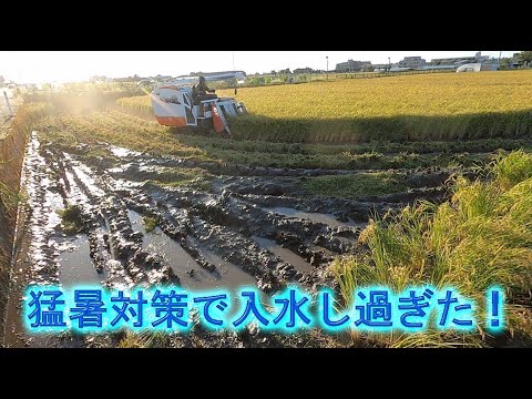 順次稲刈り中　新米コシヒカリ 林さんちの普通のコシヒカリの稲刈り開始・でも猛暑対策で入水し