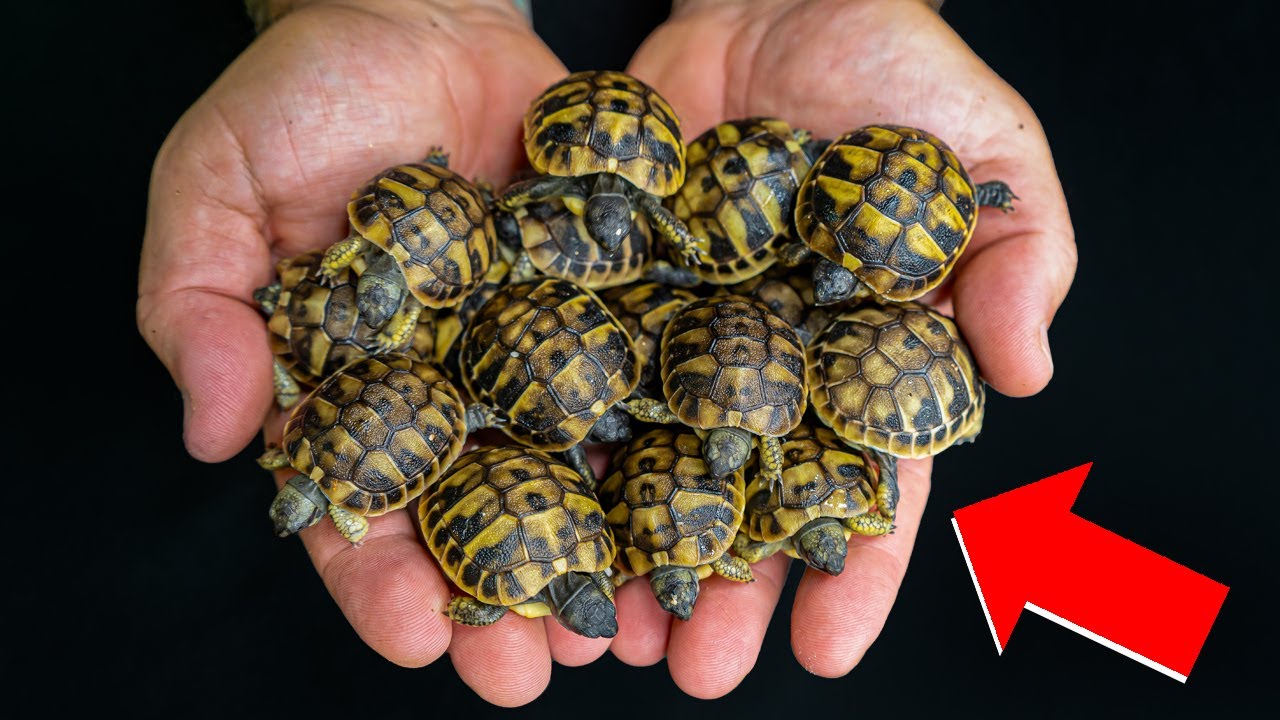 This turtle just got the cutest manicure