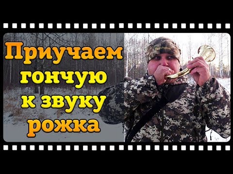 Как приучить гончую собаку к рогу не допустив ошибок.