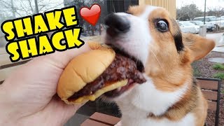 CORGI’s Reaction to Shake Shack Burger 1st Time! || Life After College: Ep. 630