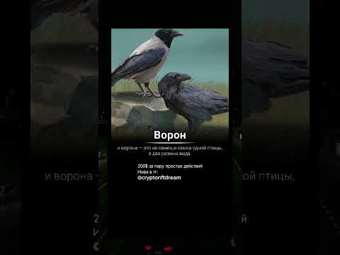 Ворон и ворона - два разных вида #факты #интересныефакты #факт
