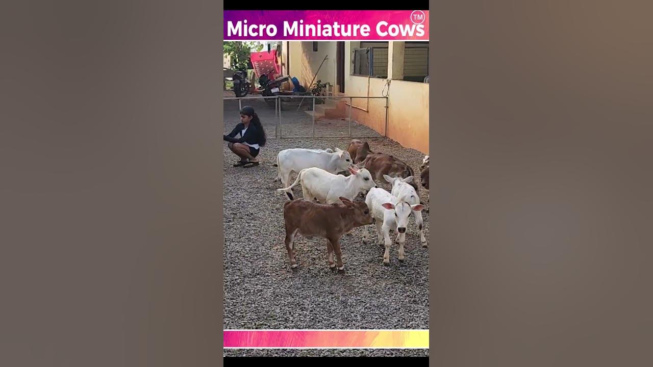 Meet Sterling and Cinnamon, two unique micro-miniature cows at Cherry Crest  Adventure Farm 