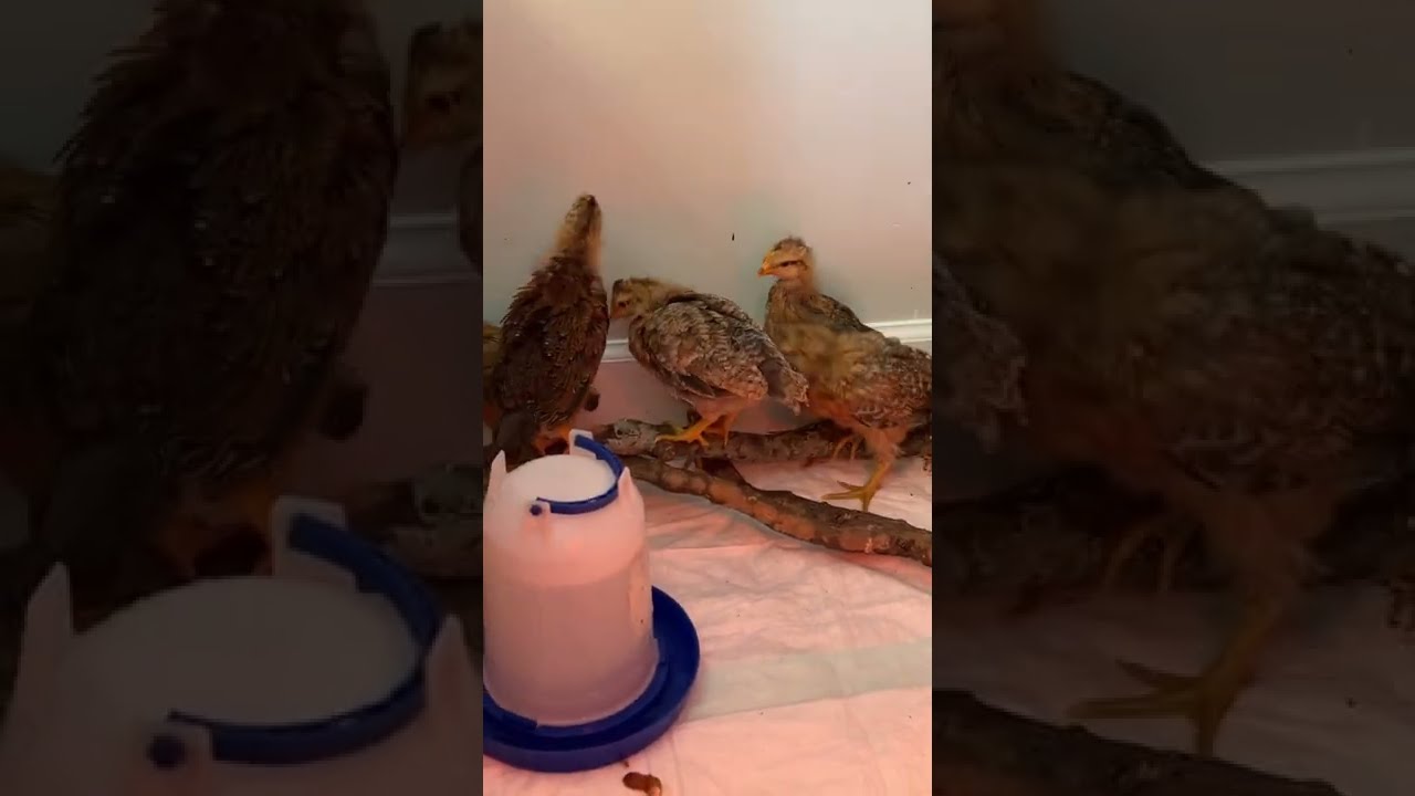 Сельчанка в америке дзен видео последнее
