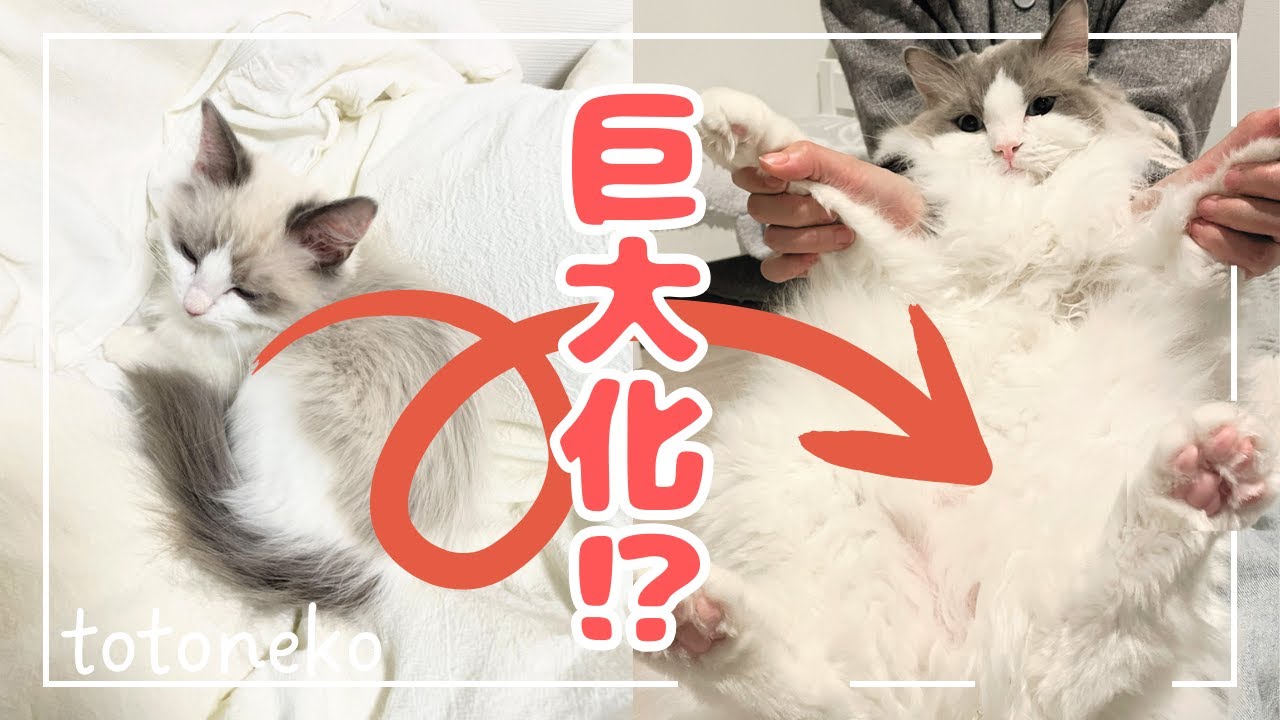 子猫から2歳まで成長したラグドールのココ