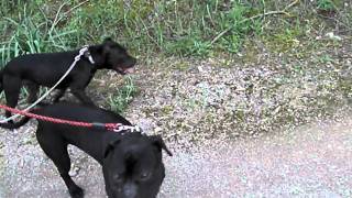 Gamedogs &Zwettler From Thiva Greece