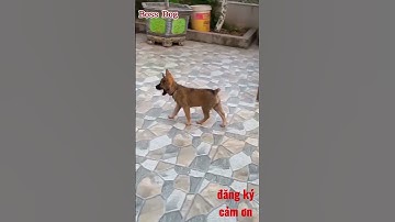 mông cộc cái vàng chó mông cộc cái vàng
